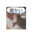 柴犬とダックスフンド（個別スタンプ：14）