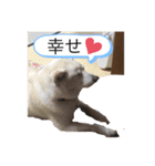 柴犬とダックスフンド（個別スタンプ：16）