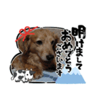 年末年始わんこスタンプ パ一ト2（個別スタンプ：4）