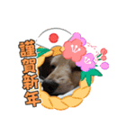 年末年始わんこスタンプ パ一ト2（個別スタンプ：5）