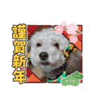 年末年始わんこスタンプ パ一ト2（個別スタンプ：8）