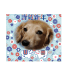 年末年始わんこスタンプ パ一ト2（個別スタンプ：14）
