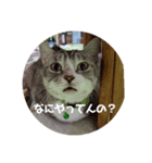 ぴぃままの小言（個別スタンプ：1）