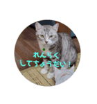 ぴぃままの小言（個別スタンプ：3）