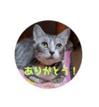 ぴぃままの小言（個別スタンプ：4）