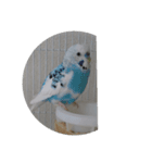 tototori（個別スタンプ：4）