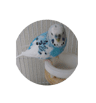 tototori（個別スタンプ：6）