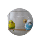 tototori（個別スタンプ：7）