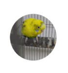 tototori（個別スタンプ：8）