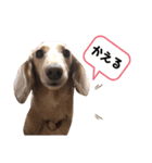 ラビィと愉快な仲間達（個別スタンプ：17）
