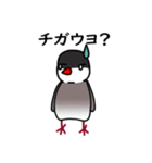 マイペースな文鳥（個別スタンプ：24）