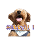 大将君スタンプ♡（個別スタンプ：7）