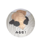 きつね太郎のかわいいスタンプ（個別スタンプ：8）