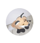 きつね太郎のかわいいスタンプ（個別スタンプ：17）