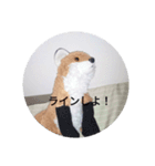 きつね太郎のかわいいスタンプ（個別スタンプ：21）