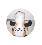 きつね太郎のかわいいスタンプ（個別スタンプ：31）