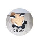 きつね太郎のかわいいスタンプ（個別スタンプ：35）