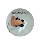 きつね太郎のかわいいスタンプ（個別スタンプ：39）