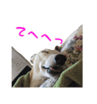 ベスの毎日 デカ文字オノマトペ（個別スタンプ：1）