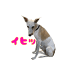 ベスの毎日 デカ文字オノマトペ（個別スタンプ：3）