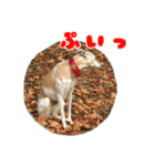 ベスの毎日 デカ文字オノマトペ（個別スタンプ：6）