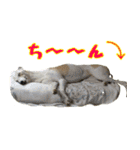 ベスの毎日 デカ文字オノマトペ（個別スタンプ：11）