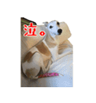 ベスの毎日 デカ文字オノマトペ（個別スタンプ：12）