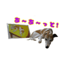 ベスの毎日 デカ文字オノマトペ（個別スタンプ：13）