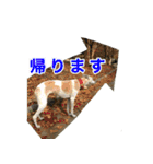 ベスの毎日 デカ文字オノマトペ（個別スタンプ：19）