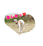 ベスの毎日 デカ文字オノマトペ（個別スタンプ：24）