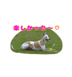 ベスの毎日 デカ文字オノマトペ（個別スタンプ：25）