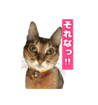 ベスの毎日 デカ文字オノマトペ（個別スタンプ：28）