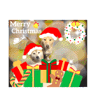 はちボラファミリーのXmas＆年末年始♪（個別スタンプ：1）