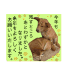 はちボラファミリーのXmas＆年末年始♪（個別スタンプ：2）