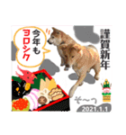 はちボラファミリーのXmas＆年末年始♪（個別スタンプ：4）