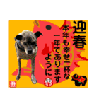 はちボラファミリーのXmas＆年末年始♪（個別スタンプ：7）