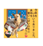 はちボラファミリーのXmas＆年末年始♪（個別スタンプ：15）