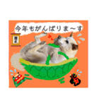 はちボラファミリーのXmas＆年末年始♪（個別スタンプ：17）