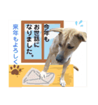 はちボラファミリーのXmas＆年末年始♪（個別スタンプ：21）