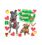 はちボラファミリーのXmas＆年末年始♪（個別スタンプ：25）