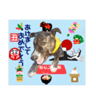 はちボラファミリーのXmas＆年末年始♪（個別スタンプ：27）