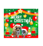 はちボラファミリーのXmas＆年末年始♪（個別スタンプ：37）