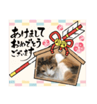 お正月〜クリスマス 三毛猫ジャムの写真（個別スタンプ：2）