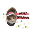 お正月〜クリスマス 三毛猫ジャムの写真（個別スタンプ：27）