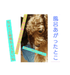 dog character（個別スタンプ：1）