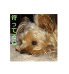dog character（個別スタンプ：4）