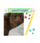 dog character（個別スタンプ：5）