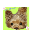 dog character（個別スタンプ：8）