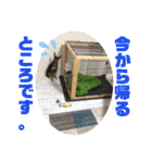 ミニピンるーくバージョンアップ（個別スタンプ：3）