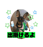 ミニピンるーくバージョンアップ（個別スタンプ：5）